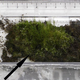 Illustration for article titled Scientists resurrect the worlds oldest plant, a 1,500 year-old moss